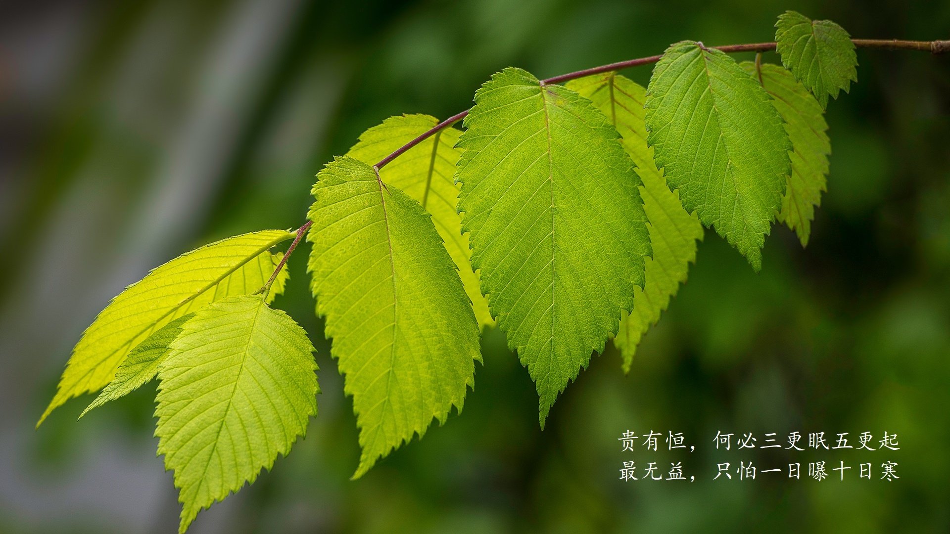 大型极速飞盘野外挑战赛，团队协作的极致考验，极限飞盘比赛时间需要多久