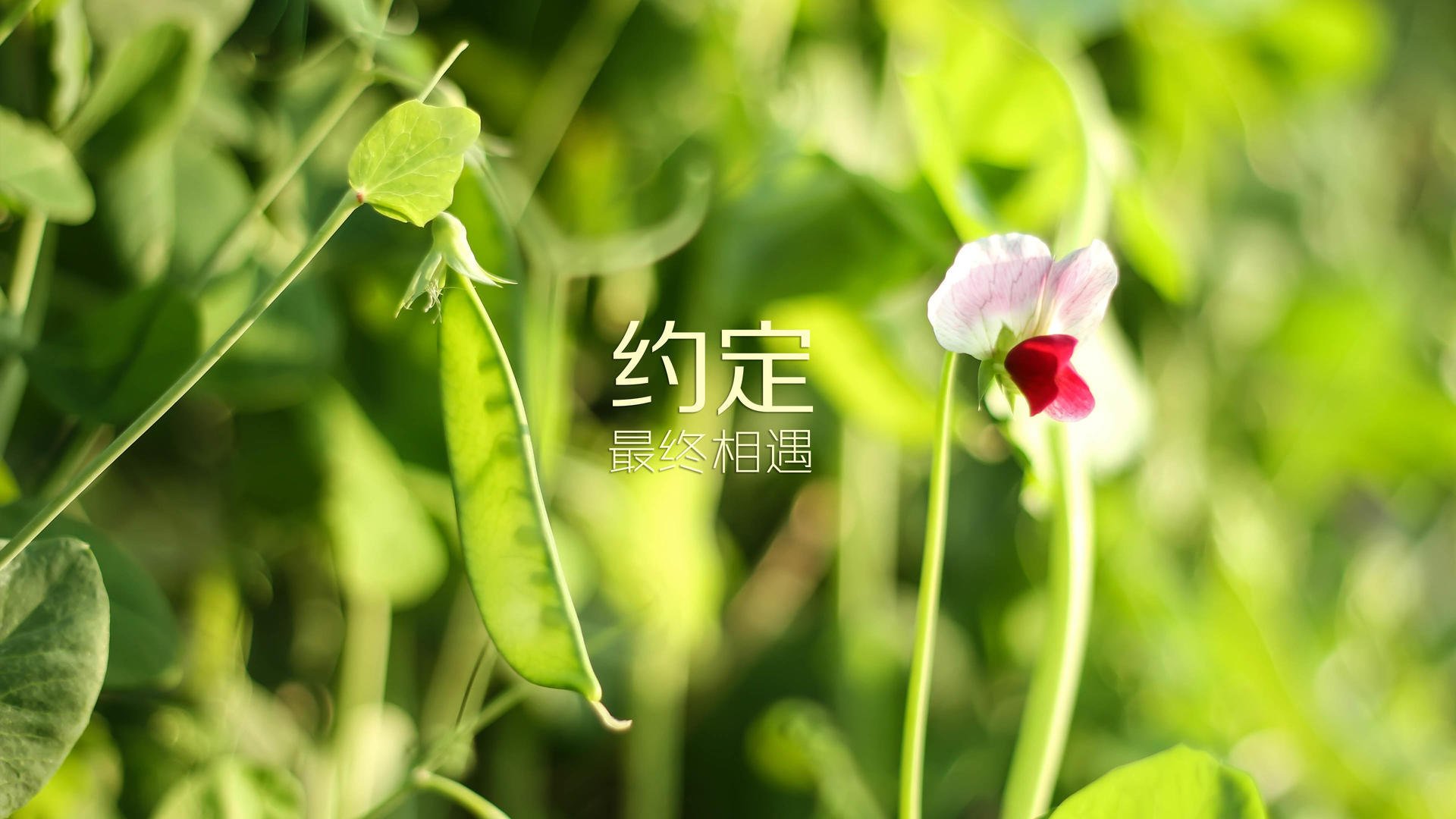 羽毛球混双新组合崭露头角，未来可期，羽毛球混双是新项目吗