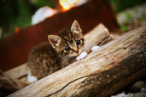 2002年世界杯5场1胜4负，净胜分–81，2002年世界杯比赛