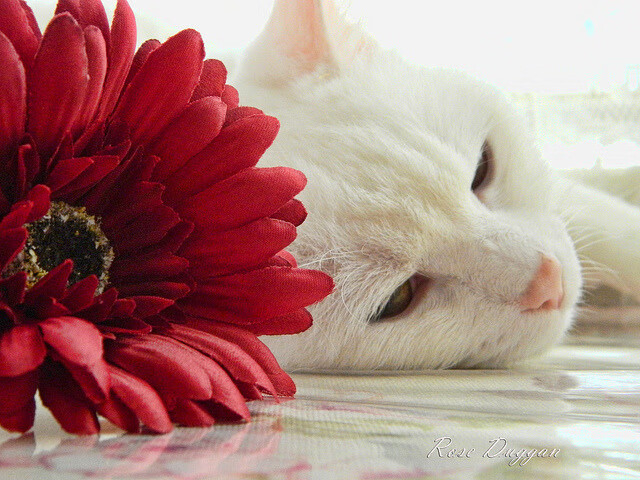 “极速冲刺！SHO-CHAN Run 2025激战香港街头”