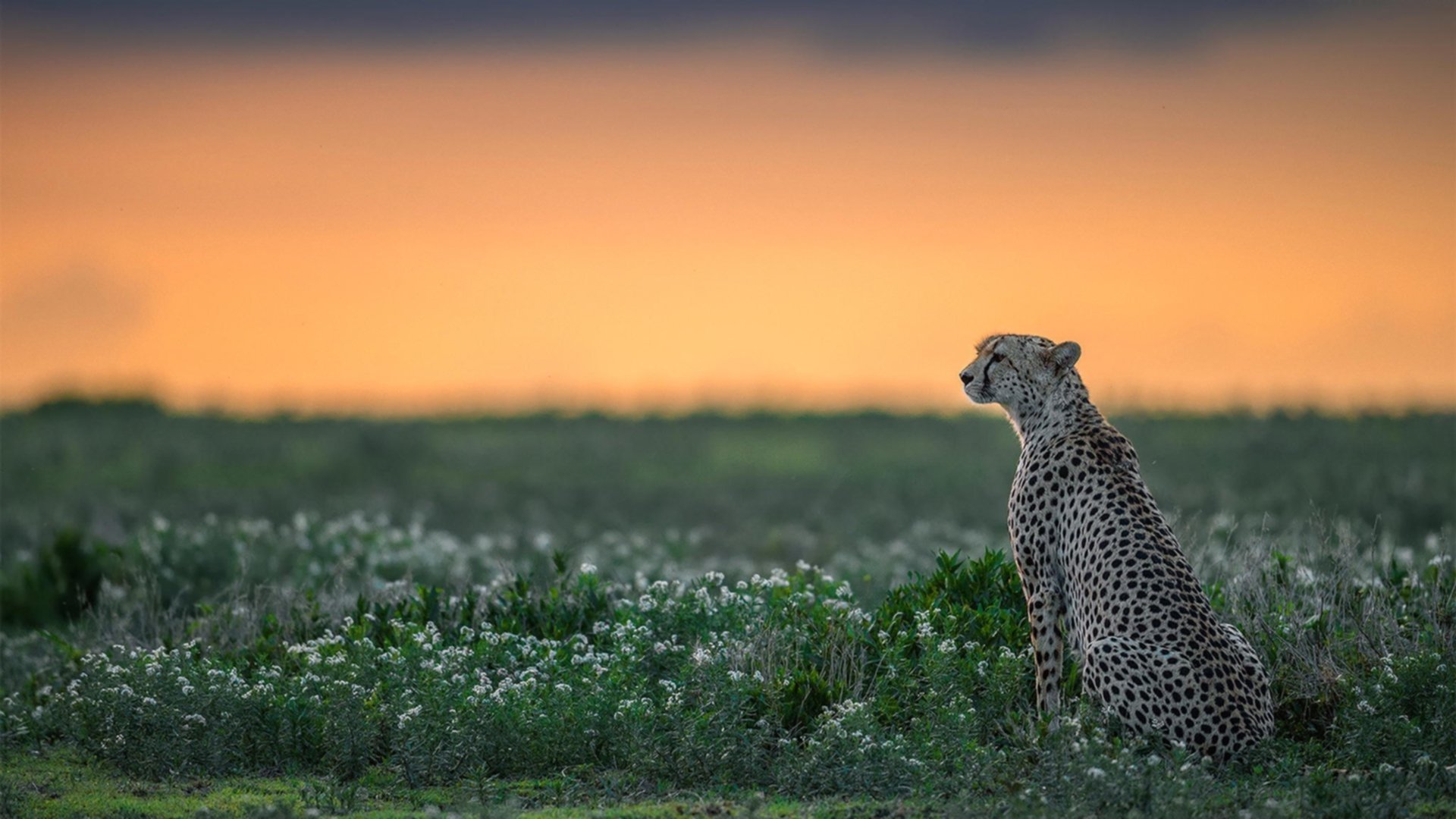 世界俱乐部杯在线观看-“皇马携新援出战，年轻血液引关注”
