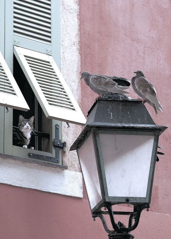 中路爆破球员稀缺是否影响技术流打法构建,爆破段位什么讲究