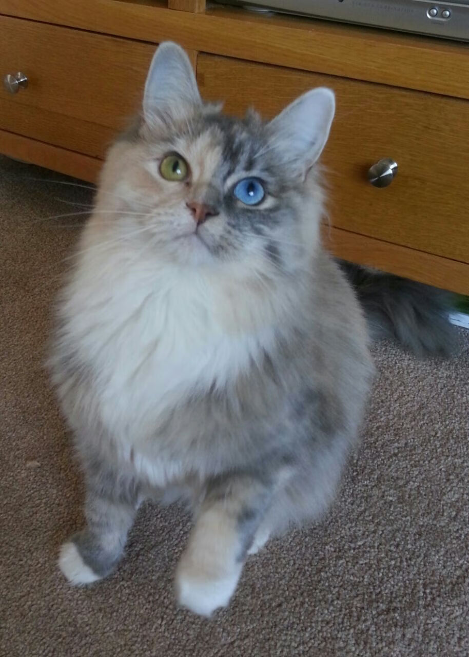 五大联赛是否提倡中前场球员持球强度训练应对逼抢,足球中场前锋