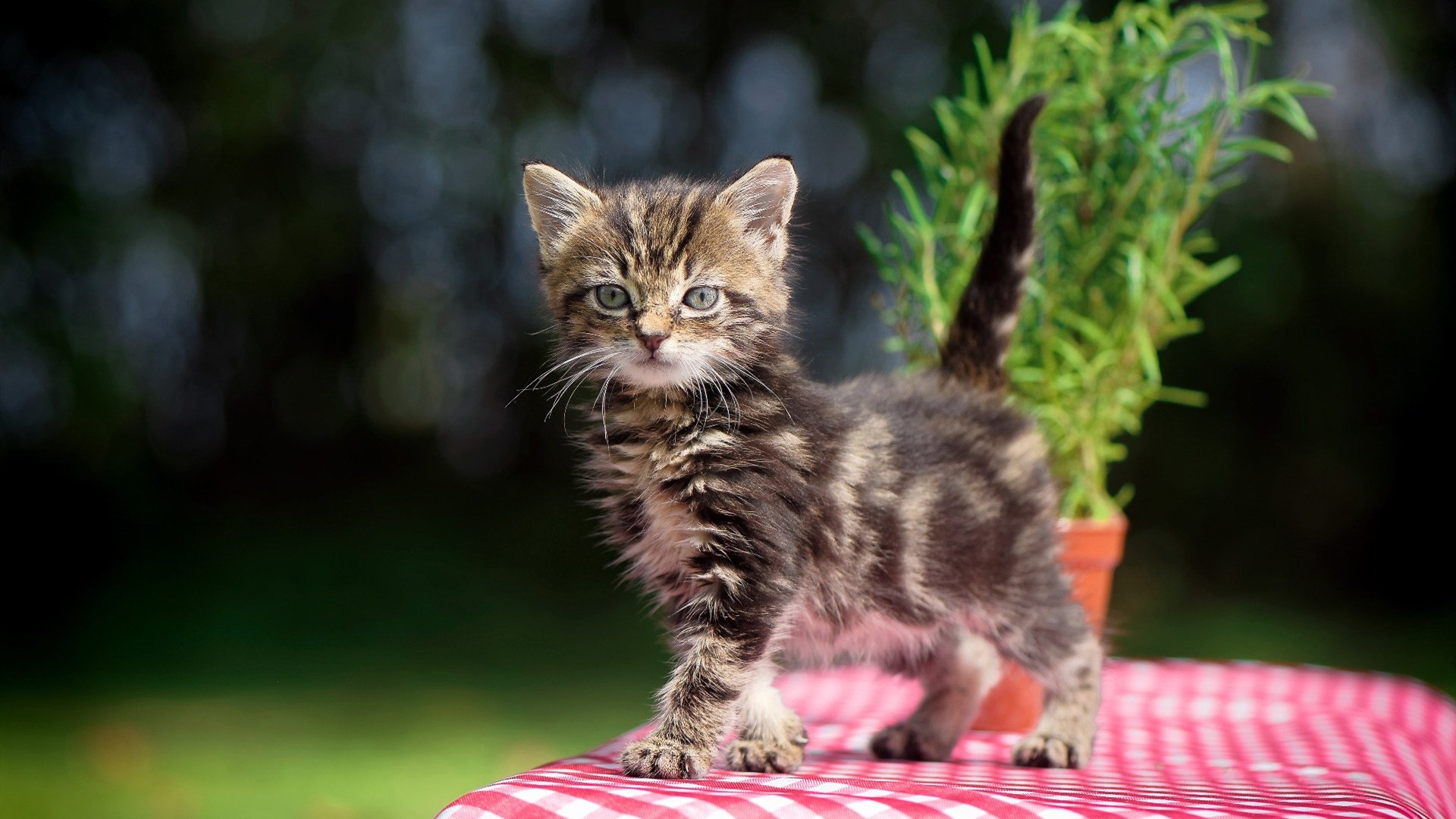 FIFA世俱杯-体育新闻中心构建体育赛事跨平台传播矩阵，体育新闻赛事报道标题大全